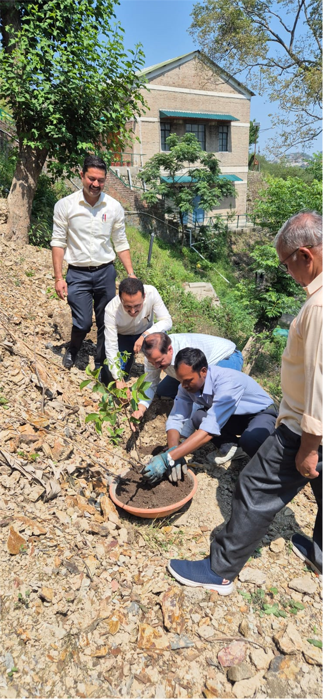 PLANTATION OF SAPLINGS