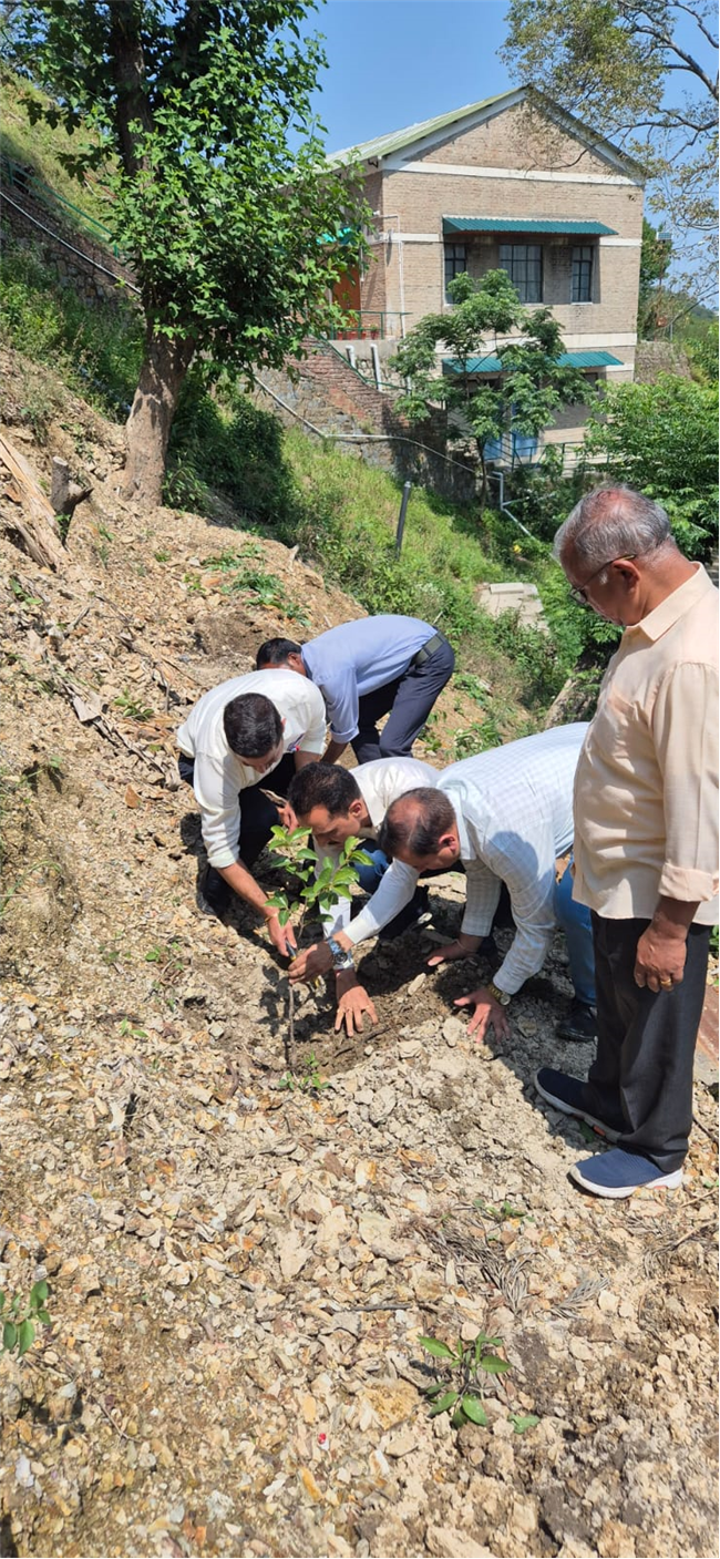 PLANTATION OF SAPLINGS