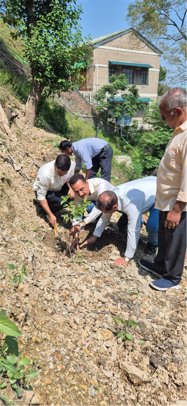 PLANTATION OF SAPLINGS