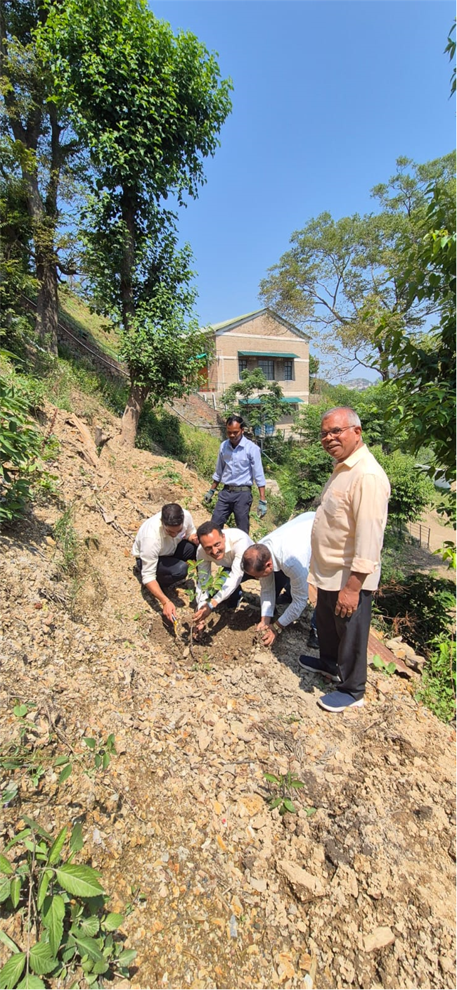 PLANTATION OF SAPLINGS