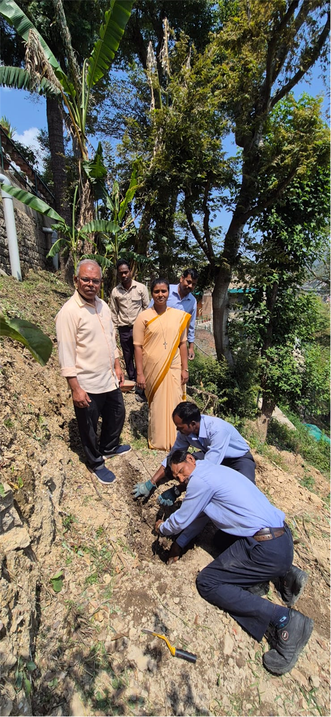 PLANTATION OF SAPLINGS