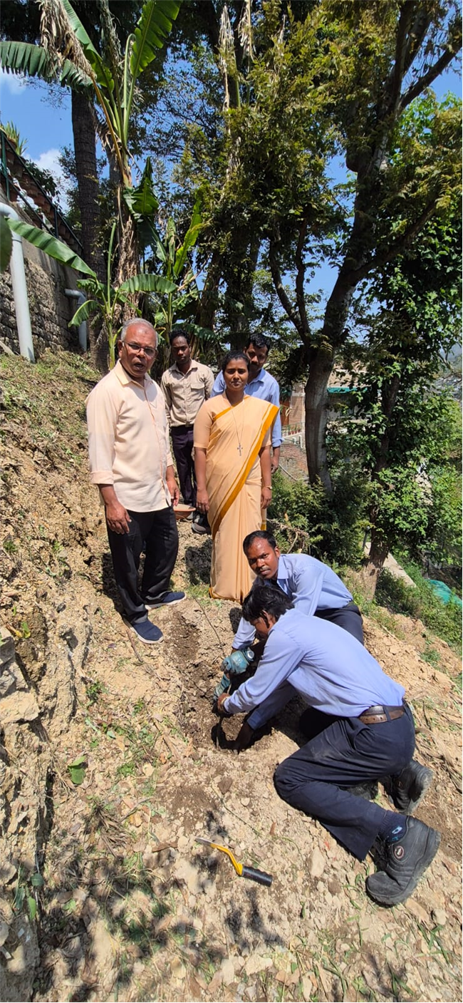 PLANTATION OF SAPLINGS