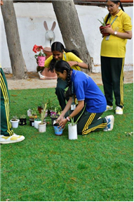 PLANTATION OF SAPLINGS