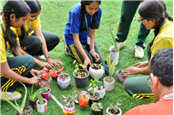 PLANTATION OF SAPLINGS