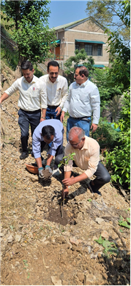 PLANTATION OF SAPLINGS