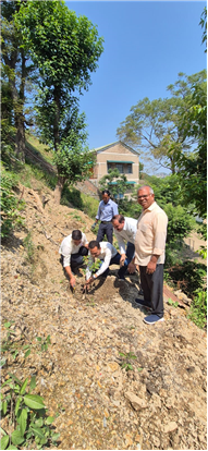 PLANTATION OF SAPLINGS