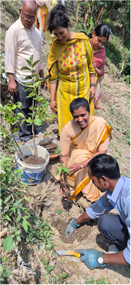 PLANTATION OF SAPLINGS