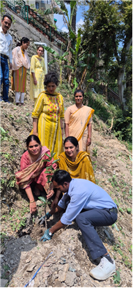 PLANTATION OF SAPLINGS