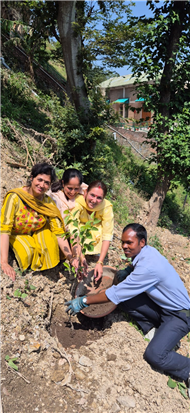 PLANTATION OF SAPLINGS