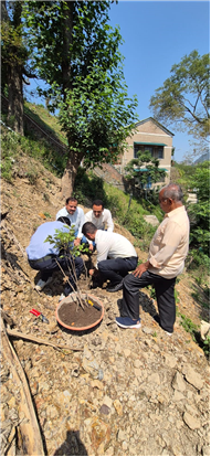 PLANTATION OF SAPLINGS