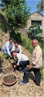 PLANTATION OF SAPLINGS