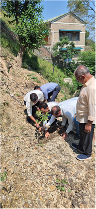 PLANTATION OF SAPLINGS