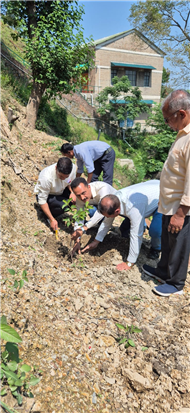 PLANTATION OF SAPLINGS