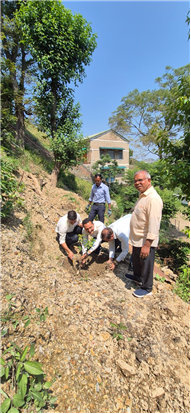 PLANTATION OF SAPLINGS