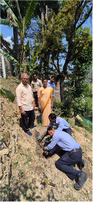 PLANTATION OF SAPLINGS