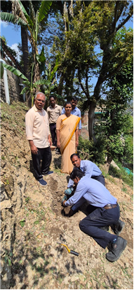 PLANTATION OF SAPLINGS