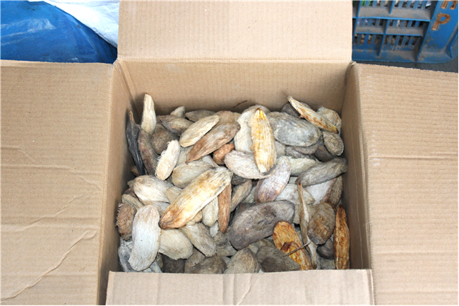 🌱 Mango Seed Collection Drive – Season 2 🌱