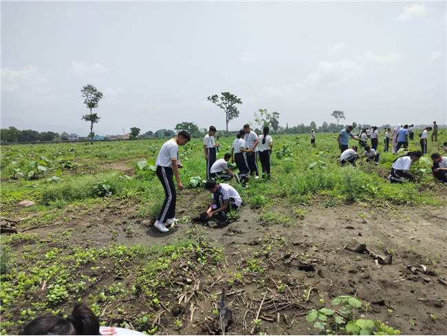 TREE PLANTATION DRIVE