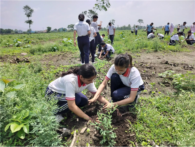 TREE PLANTATION DRIVE