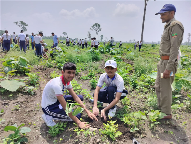 TREE PLANTATION DRIVE