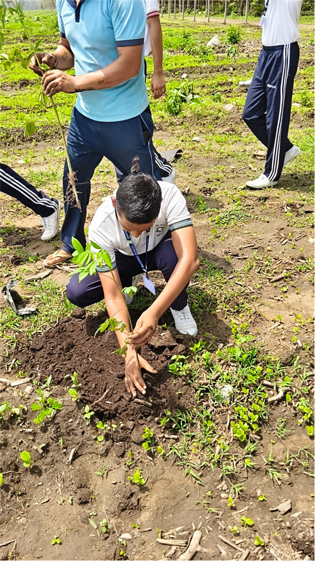TREE PLANTATION DRIVE