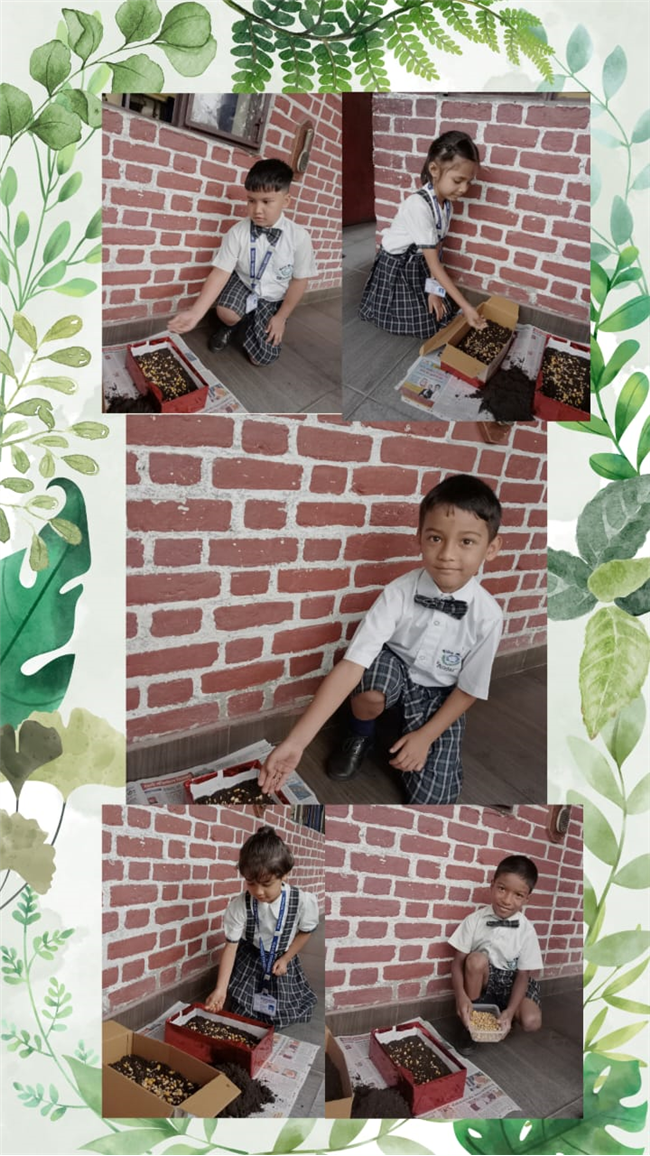 Harela Activity