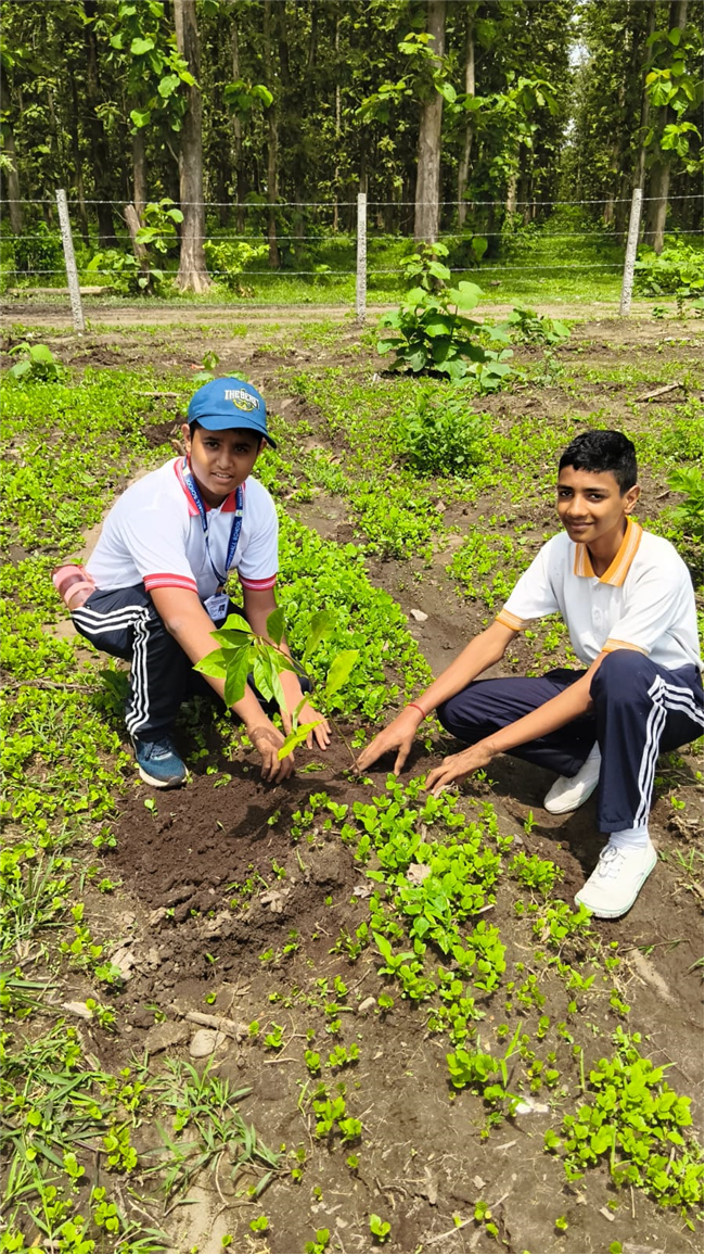 TREE PLANTATION DRIVE
