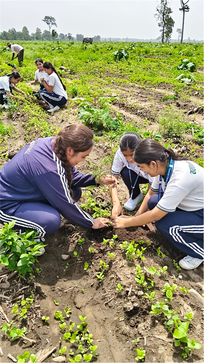 TREE PLANTATION DRIVE