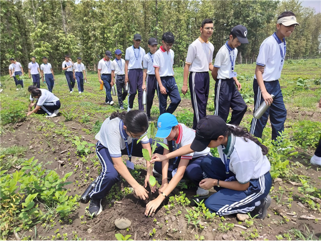 TREE PLANTATION DRIVE