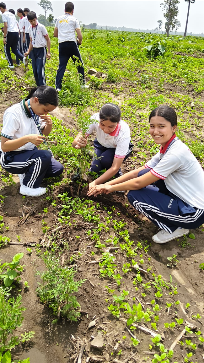 TREE PLANTATION DRIVE