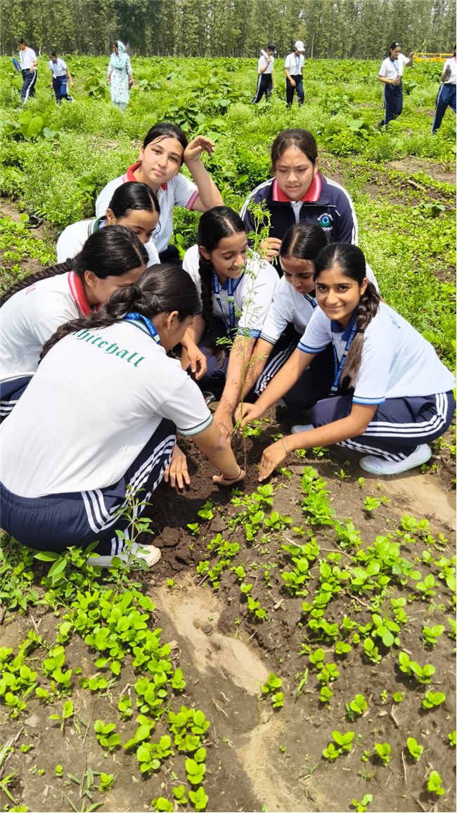 TREE PLANTATION DRIVE