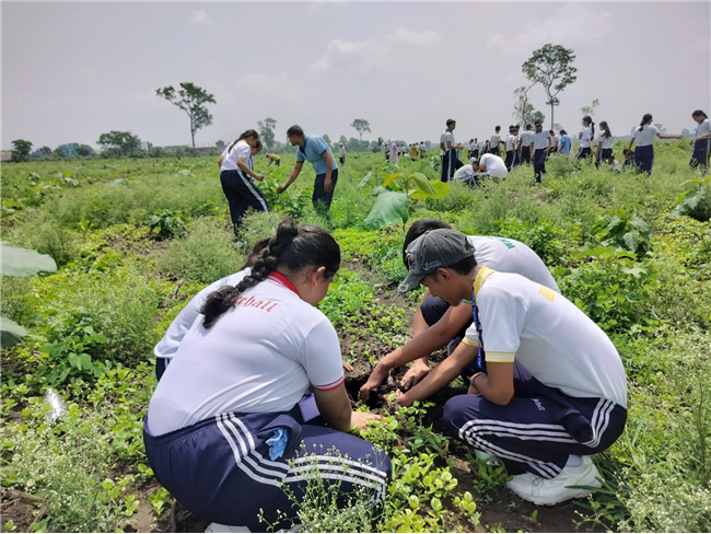 TREE PLANTATION DRIVE
