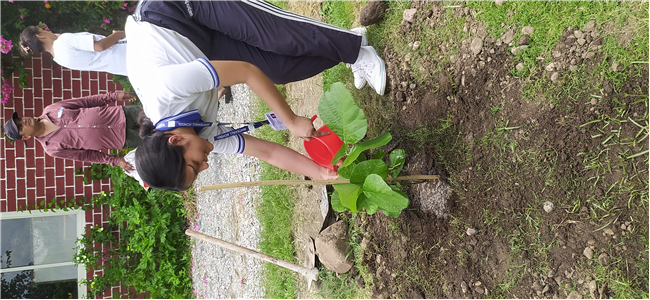 Van Mahotsav at Whitehall School