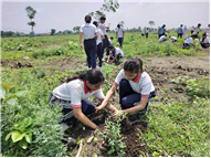 TREE PLANTATION DRIVE