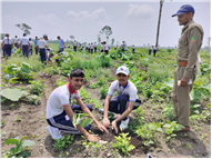 TREE PLANTATION DRIVE