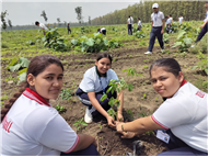 TREE PLANTATION DRIVE