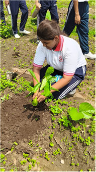 TREE PLANTATION DRIVE