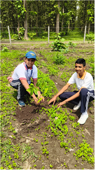 TREE PLANTATION DRIVE
