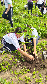 TREE PLANTATION DRIVE
