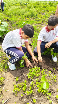 TREE PLANTATION DRIVE