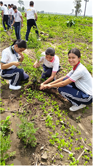 TREE PLANTATION DRIVE
