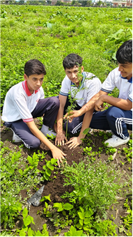 TREE PLANTATION DRIVE