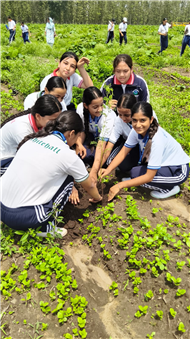 TREE PLANTATION DRIVE